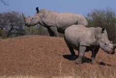 South Africa Marks Progress in Rhino Conservation Amid Ongoing Poaching Threats 