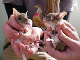 Eastern Barred Bandicoot Brought Back From the Brink of Extinction in Australia