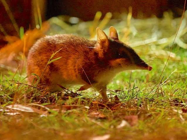 Australia Completes Its Largest-Ever Release of Endangered Bandicoots Into the Wild