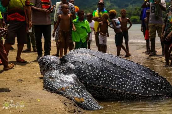 Community-Led Conservation Cuts Leatherback Turtle Hunting by 85 Percent in Indonesia