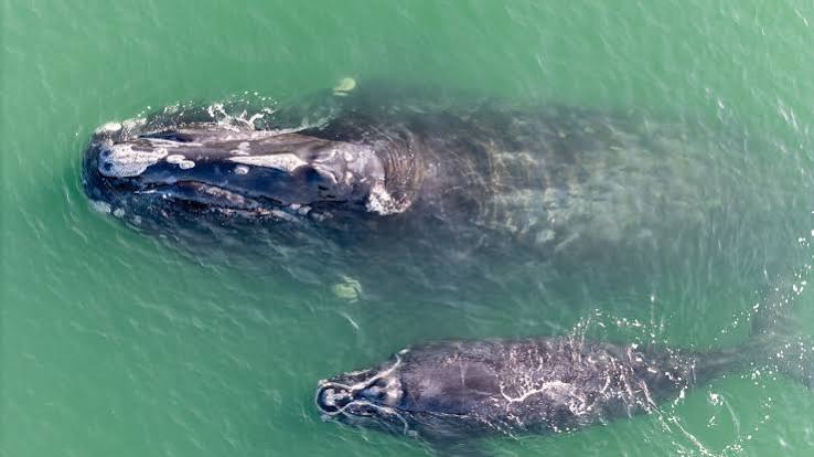 Endangered Right Whales Just Had Their Best Calving Season Since 2009